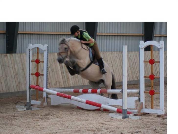 Fjordhest Thor Aalykke SOLGT 1 jan  - Første gang med fyld ;-) Foto: Louise. Tak til Lotte for billeder :-) billede 17