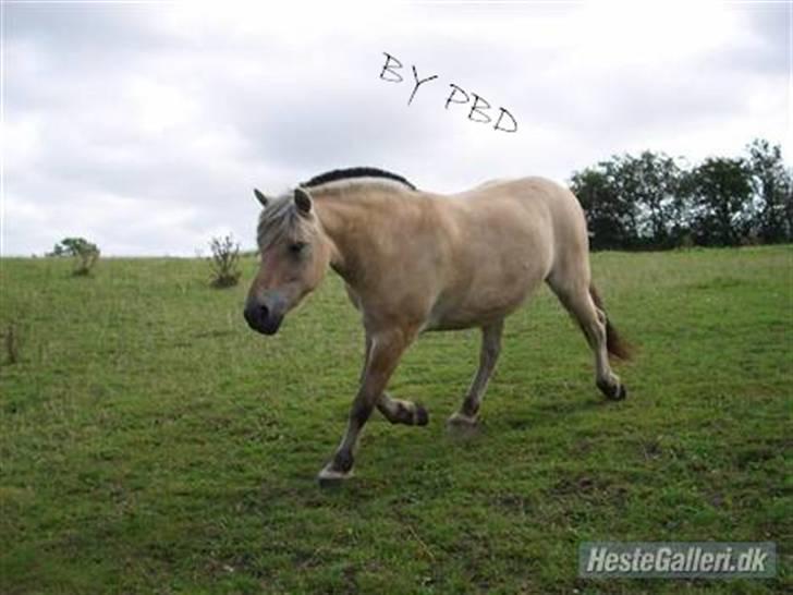Fjordhest Thor Aalykke SOLGT 1 jan  - Thor på fold<3 Foto: Pernille Ingen a mine billeder må kopires eller bruges til net heste sider!! billede 18