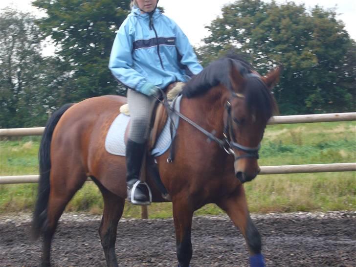Anden særlig race Christianseje's Peanut - 12)Dressur.. billede 10