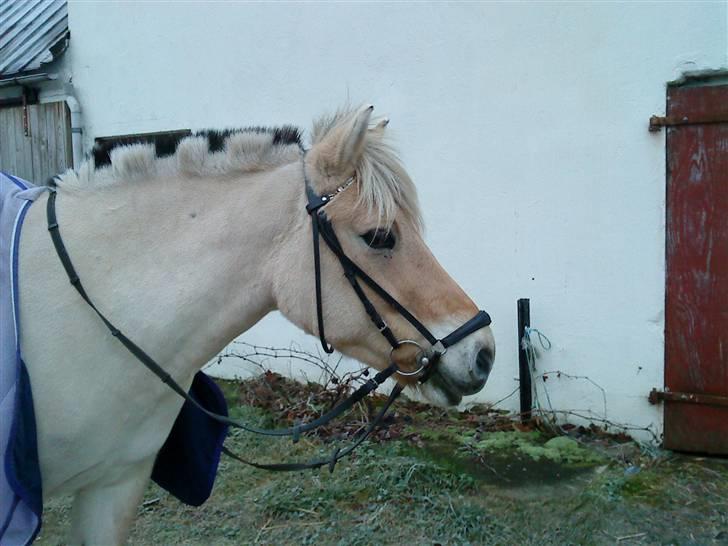 Fjordhest Thor Aalykke SOLGT 1 jan  - Så kom bamsen i vintertøjet :-).<3 Foto: Mig selv, taget med mobil. billede 20
