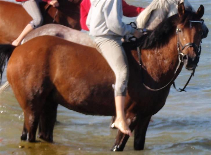 Anden særlig race Christianseje's Peanut - 16) Da vi var ude v./ aaborg strand ! billede 14