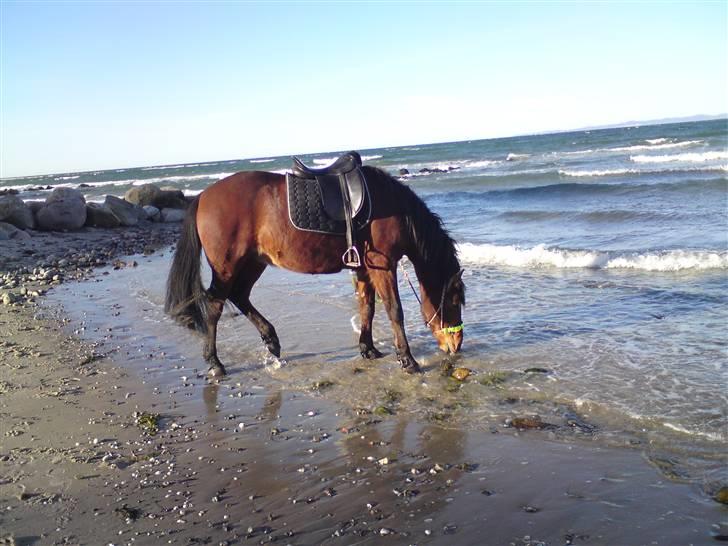 Traver Gandhi  - Nr. 13 / Første tur på stranden.. :p Foto: Cecilie J billede 11