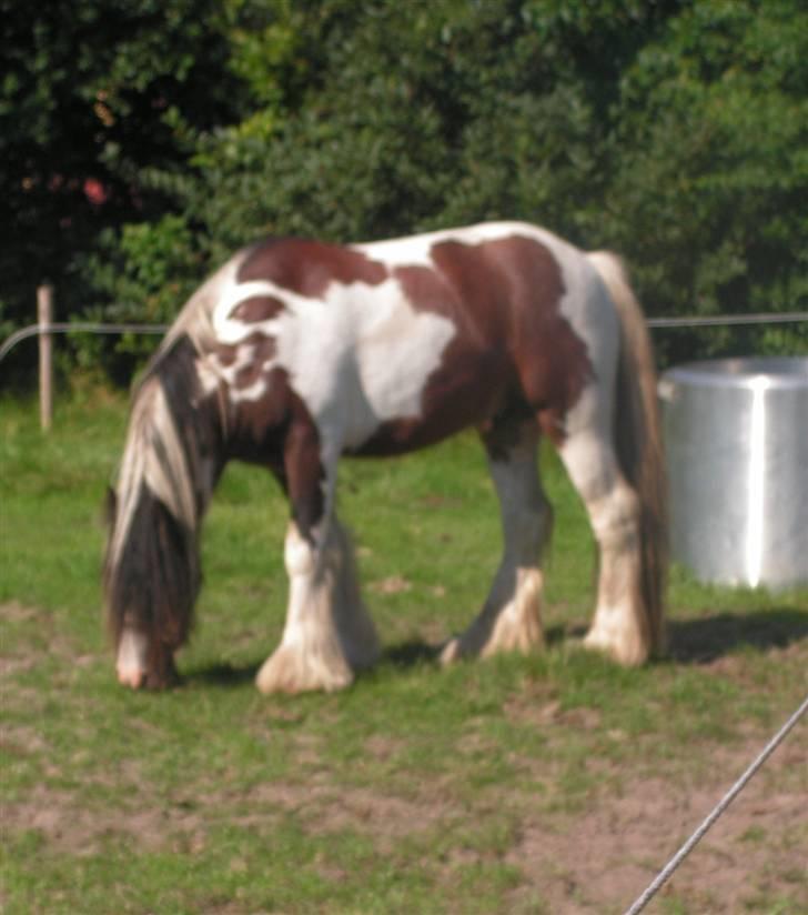 Irish Cob Luke Skywalker - SOLGT - Skywalker er en meget kompakt og velbygget unghingst billede 7