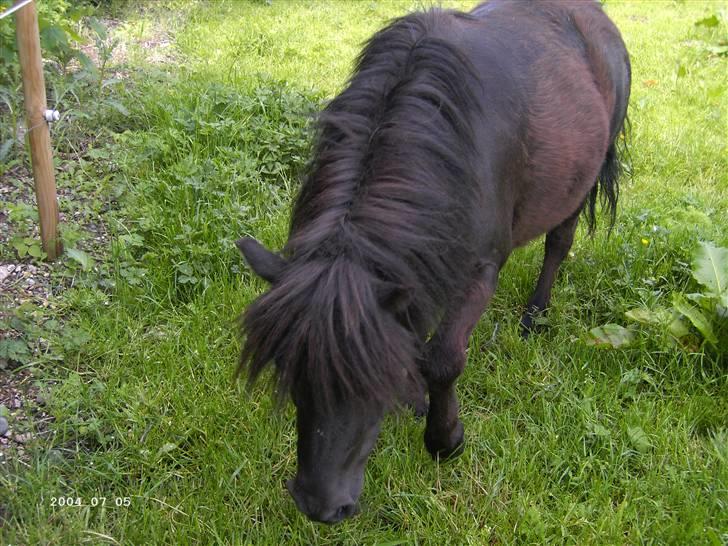 Shetlænder Merci - Solgt billede 6