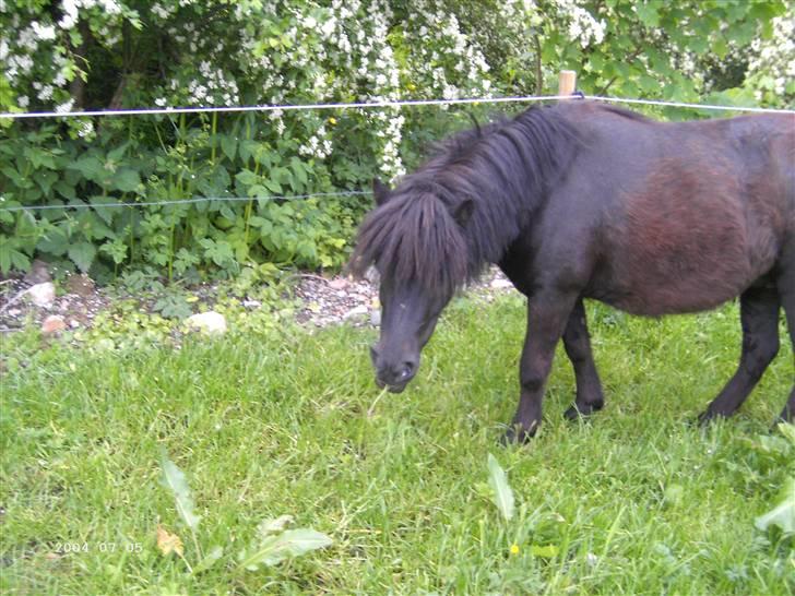 Shetlænder Merci - Solgt billede 7