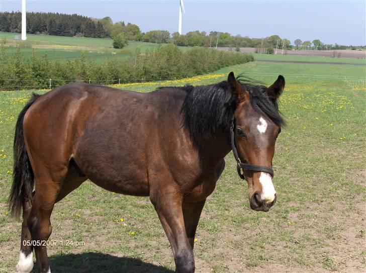 Dansk Varmblod Karedo - Keder mig.... billede 2