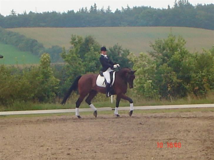 Tysk Oldenburger Don Armani - 5-års champ. AAHR billede 10