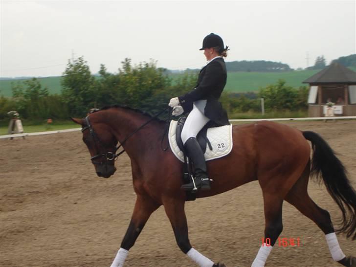 Tysk Oldenburger Don Armani billede 11