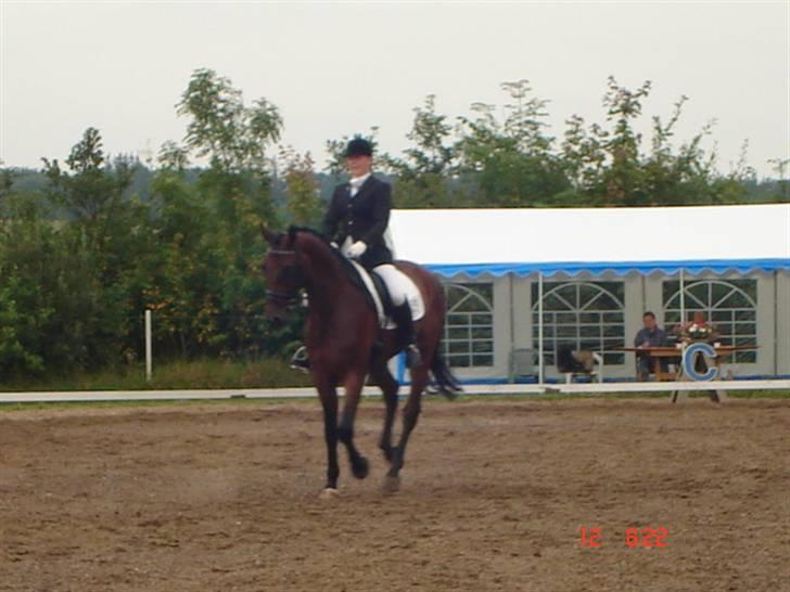 Tysk Oldenburger Don Armani - aalestrup 07 billede 12