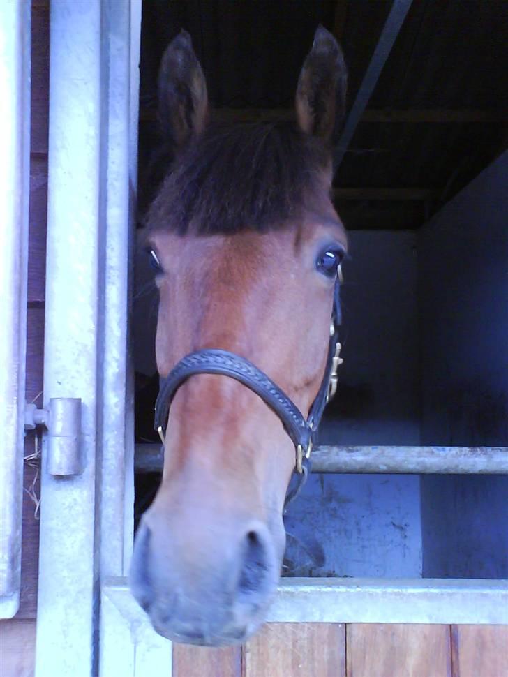 New Forest Pretty Woman solgt )': - elsker det billed <3 billede 11