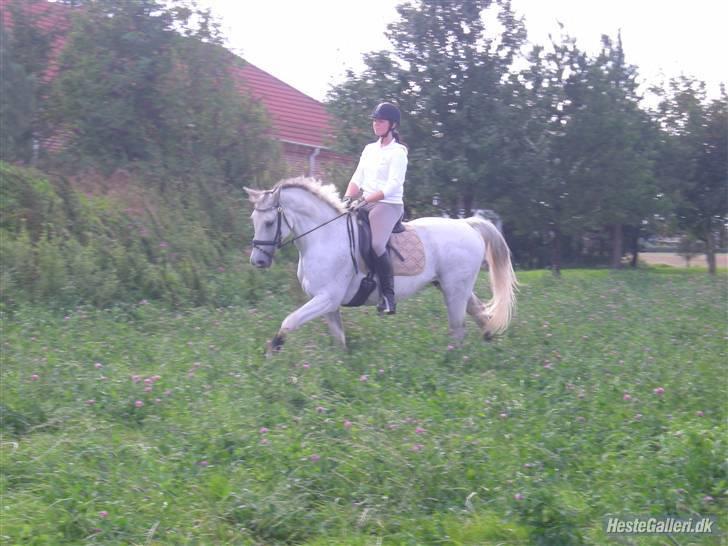 Dansk Varmblod La-Troya - solgt. - Troya og jeg, august ´07. billede 20