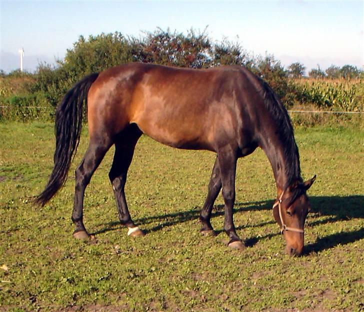 Dansk Varmblod Castello-aflivet billede 19