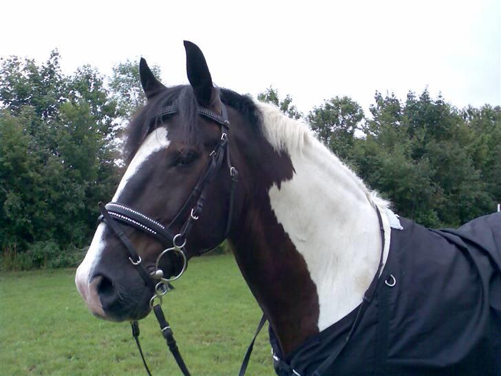 Pinto Tajhs <33 billede 16