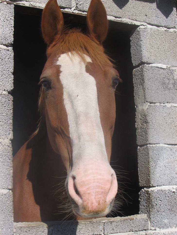 Anden særlig race Samun - Min dejlige skat kigger :D <33  vinduet skal lige laves helt færdig :P billede 10