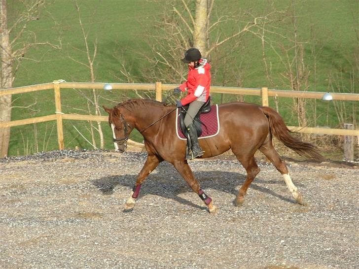 Dansk Varmblod Skikkilds Liando SOLGT - nyt billede 18