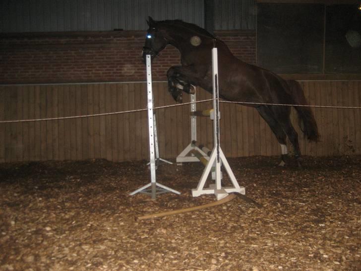 Dansk Varmblod Skikkilds Liando SOLGT - Løsspring igen. billede 20