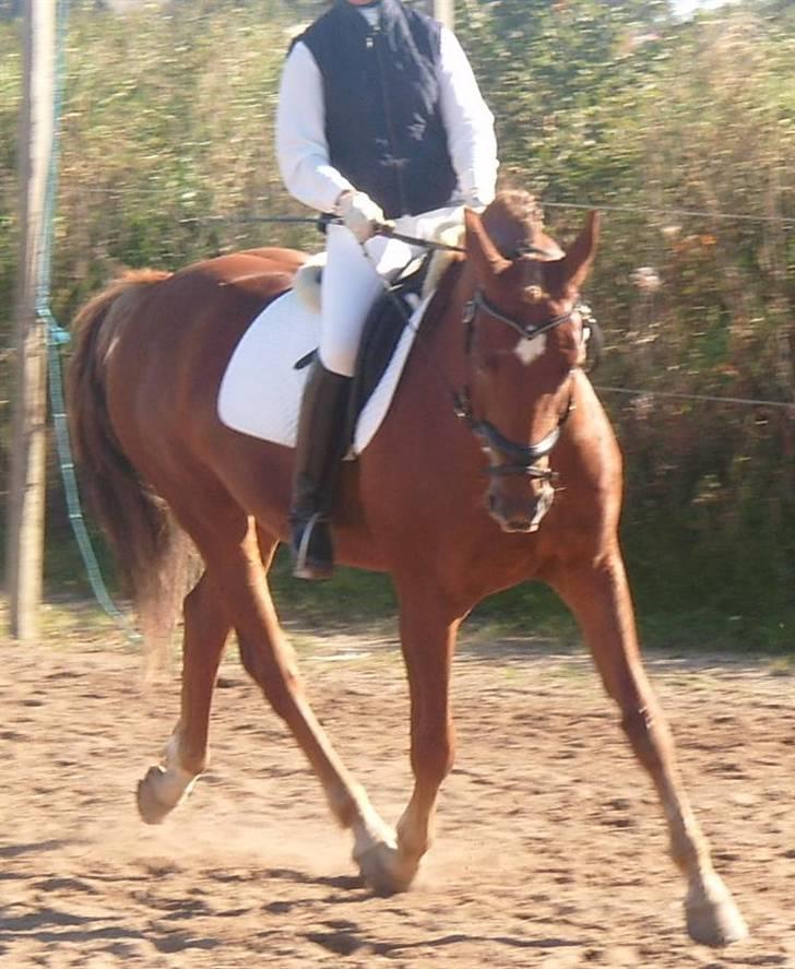 Anden særlig race Diamond [R.I.P] - *NYT* C-stævne i blr (hovedet kom ikke lige med.. ups),. billede 18