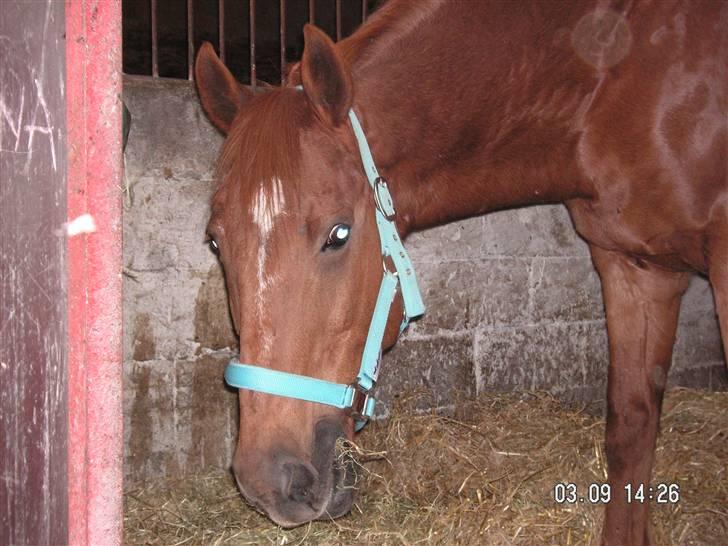 Anden særlig race Yankee billede 3