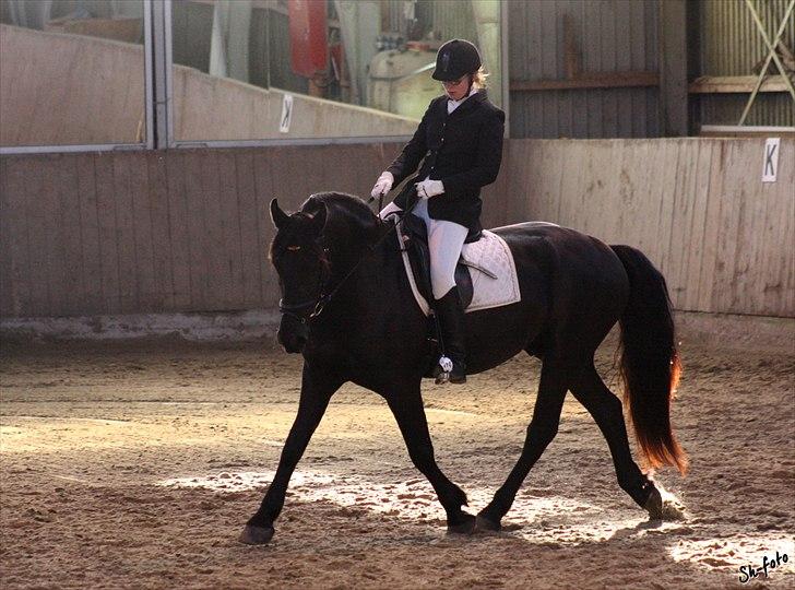 Frieser Marco - Stævne på ROOR nov. 2010 - ved godt "OP MED HOVEDET CHERIE"  billede 11