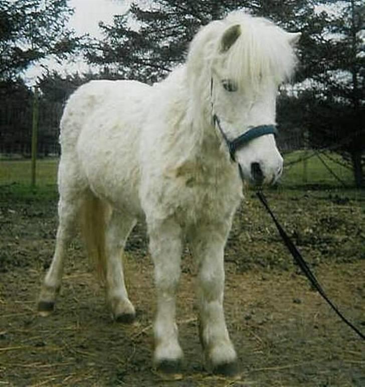 Anden særlig race Minna (død) billede 1