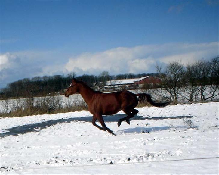 Dansk Varmblod Michelle M RIP. billede 14