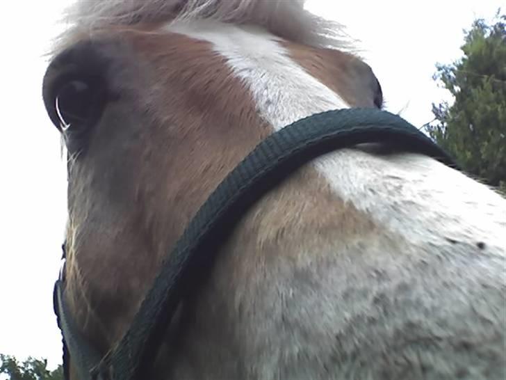 Haflinger Humle billede 7