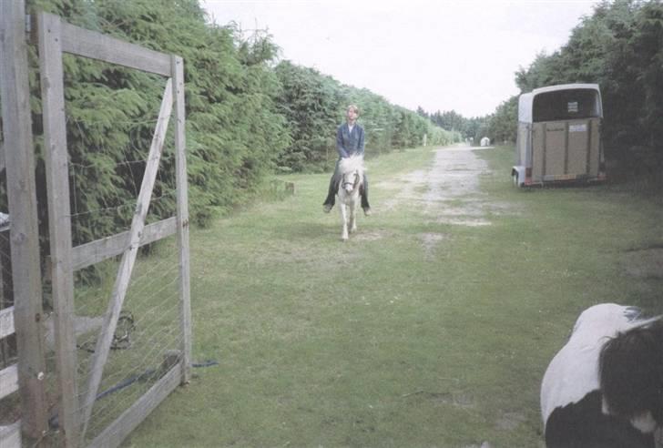 Anden særlig race Minna (død) billede 2