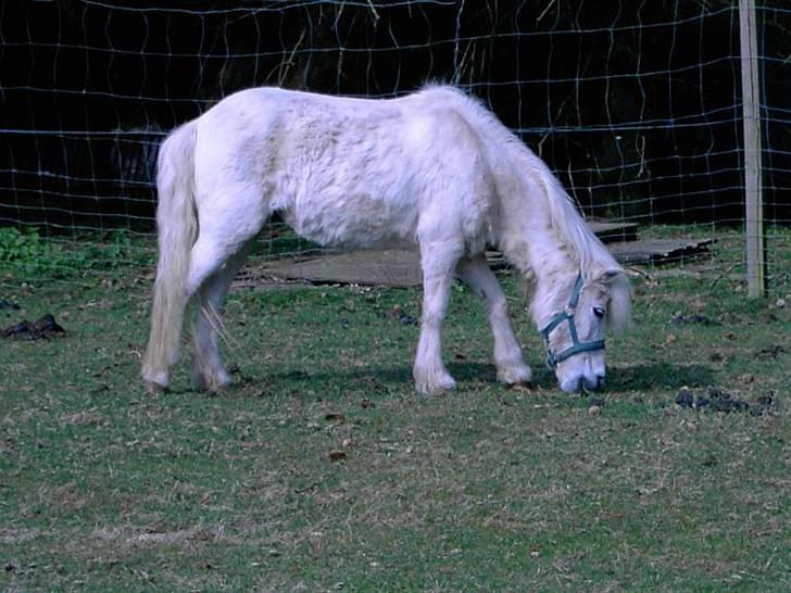 Anden særlig race Minna (død) billede 4