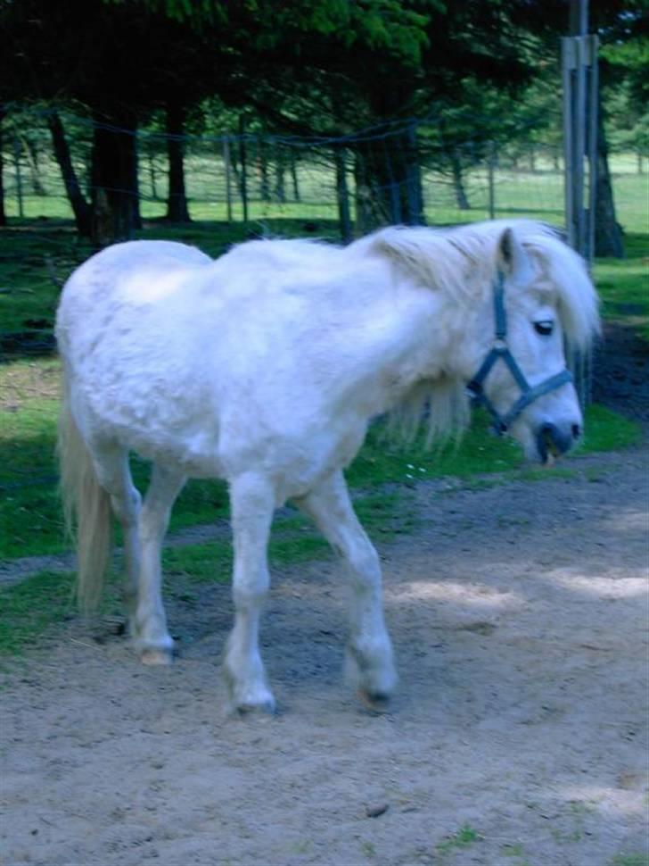 Anden særlig race Minna (død) billede 6