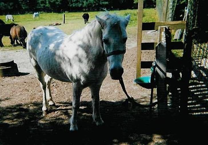 Anden særlig race Minna (død) billede 7