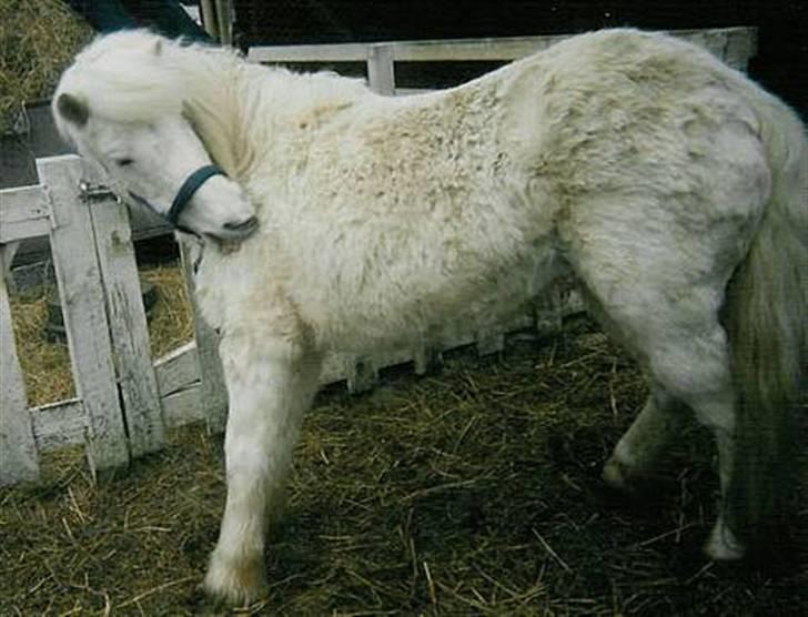 Anden særlig race Minna (død) billede 8