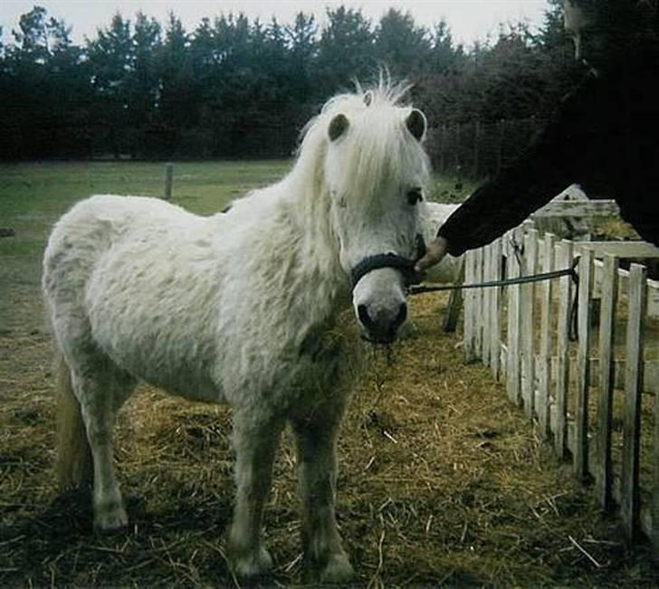 Anden særlig race Minna (død) billede 9