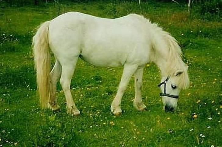 Anden særlig race Minna (død) billede 10