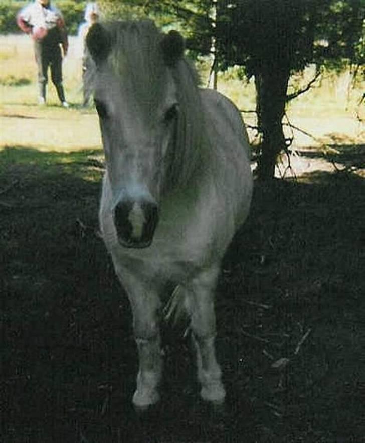 Anden særlig race Minna (død) billede 11