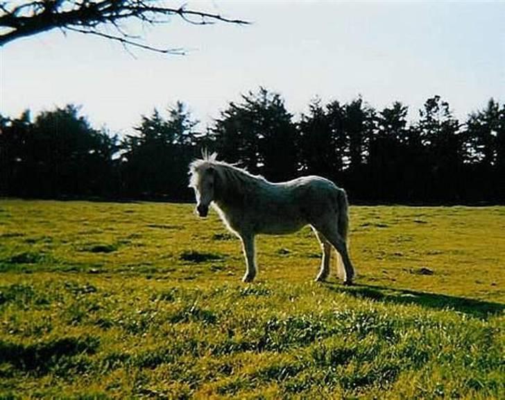 Anden særlig race Minna (død) billede 12