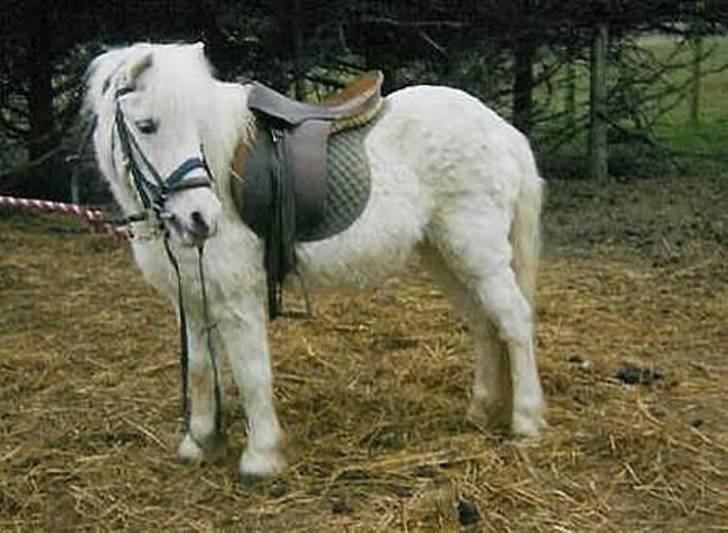 Anden særlig race Minna (død) billede 13