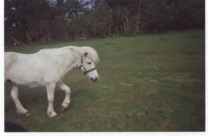 Anden særlig race Minna (død) billede 16