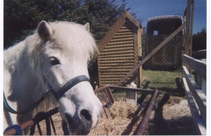 Anden særlig race Minna (død) billede 17