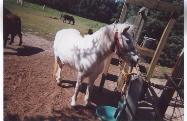 Anden særlig race Minna (død) billede 18