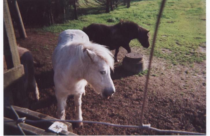 Anden særlig race Minna (død) billede 19