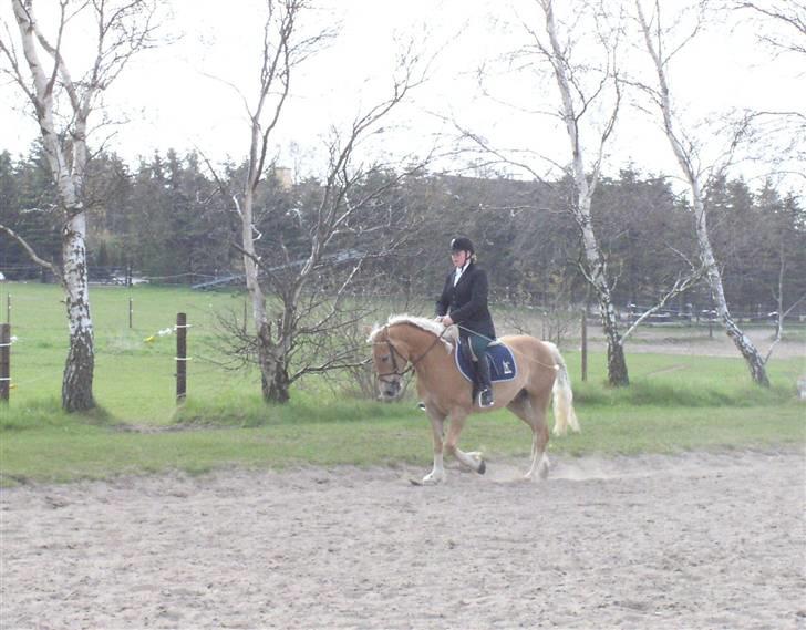 Haflinger Vild Nick / Charlie (solgt) - opvarmning billede 1