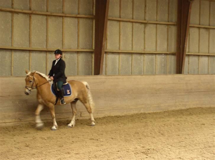 Haflinger Vild Nick / Charlie (solgt) - opvarmning billede 2