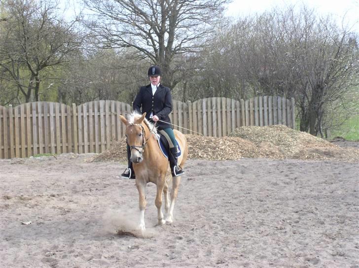 Haflinger Vild Nick / Charlie (solgt) - opvarmning billede 3