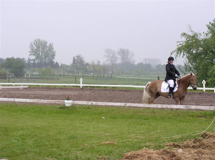 Haflinger Vild Nick / Charlie (solgt) - her er vi på HHR og stille billede 4