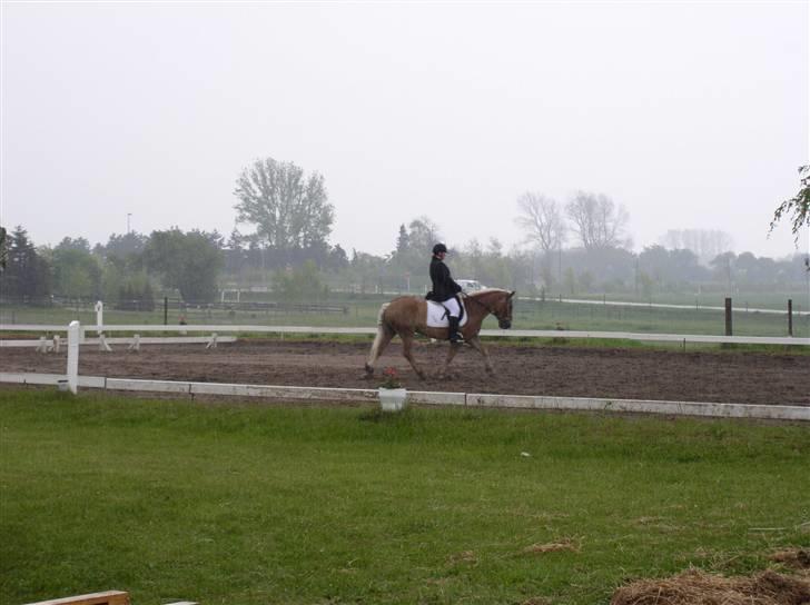 Haflinger Vild Nick / Charlie (solgt) - her stiller vi også stævne her stiller vi en LC3 billede 5