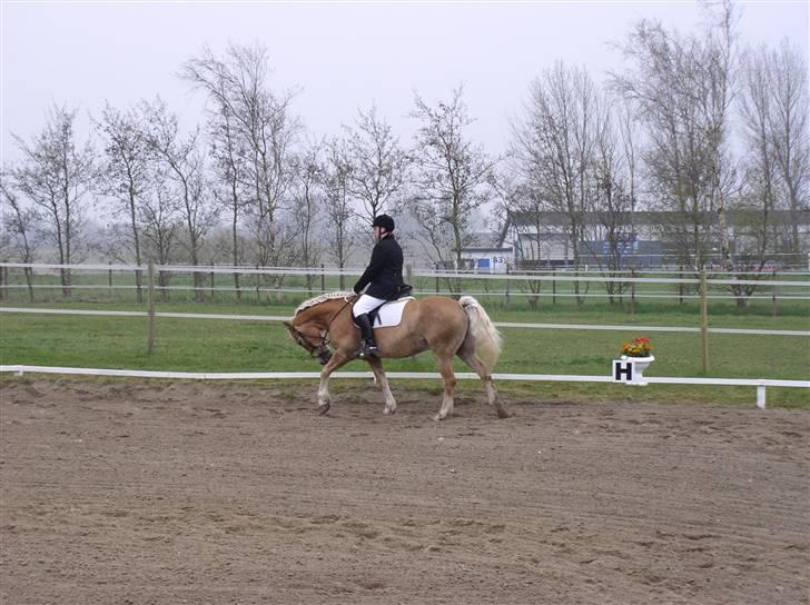 Haflinger Vild Nick / Charlie (solgt) - stævne;D billede 6