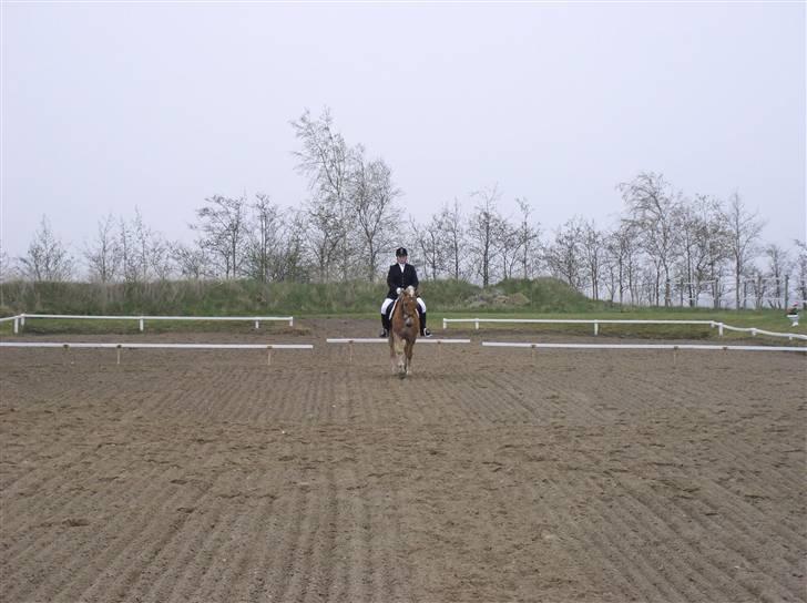 Haflinger Vild Nick / Charlie (solgt) - stævne  billede 7