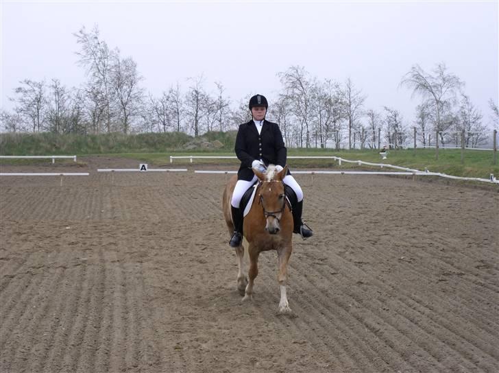 Haflinger Vild Nick / Charlie (solgt) - oss fra stævne billede 8