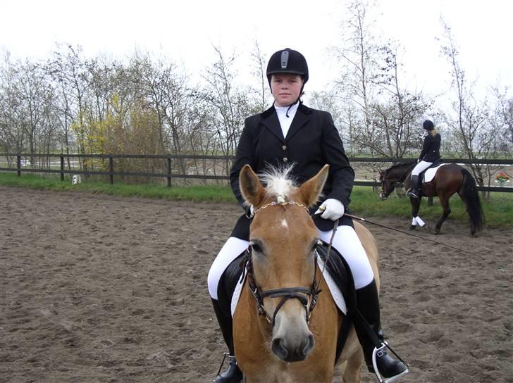 Haflinger Vild Nick / Charlie (solgt) - oss derfra billede 9