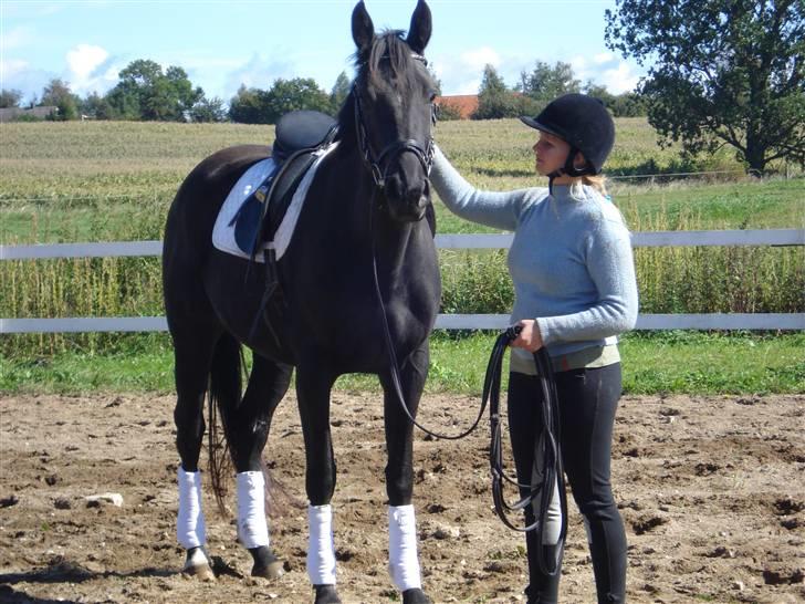 Dansk Varmblod Flyin Carmen - solgt - billede 1